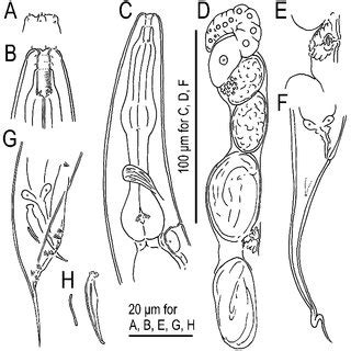 hermaphrodite pron|Hermaphrodite 1,111 videos